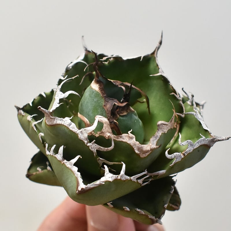 アガベ チタノタ 