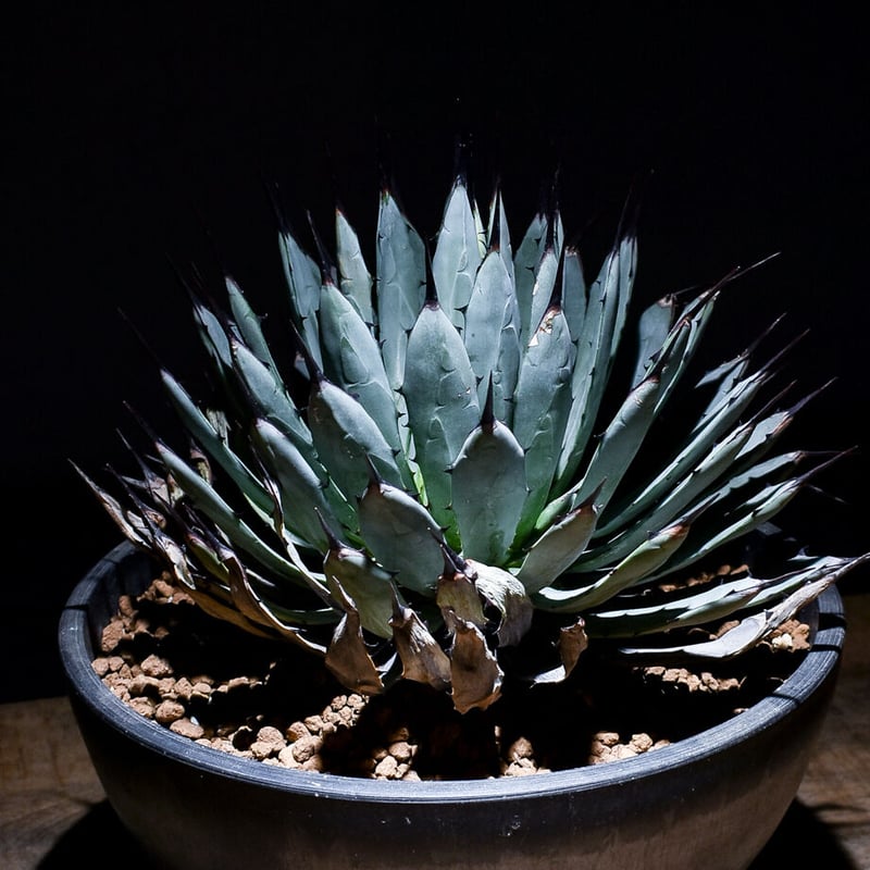 Dyckia Souther ディッキア サウザー 親株サイズ