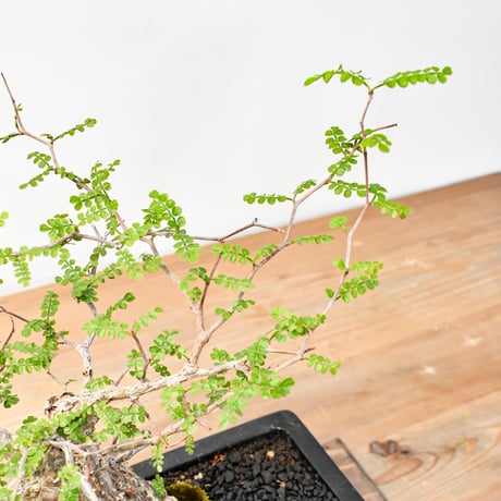 【“WACK” ON YOUR SIDE】オペルクリカリア パキプス WACK-A001