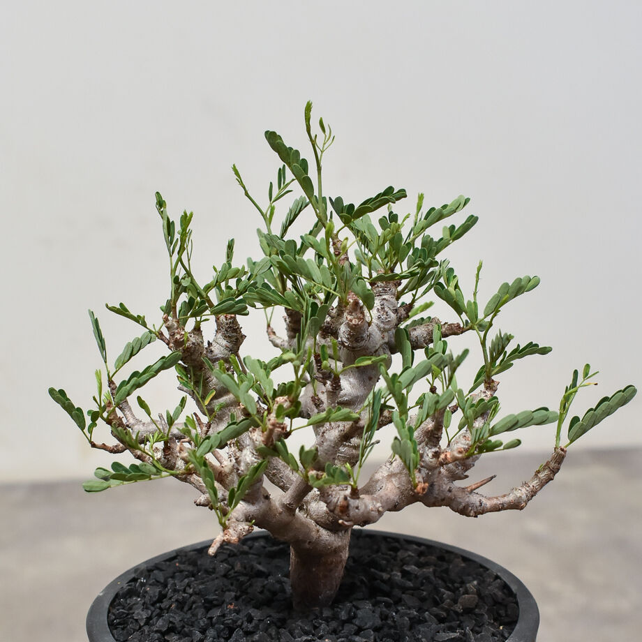 センナ メリディオナリス （発根済み）RF231521 | RAFLUM