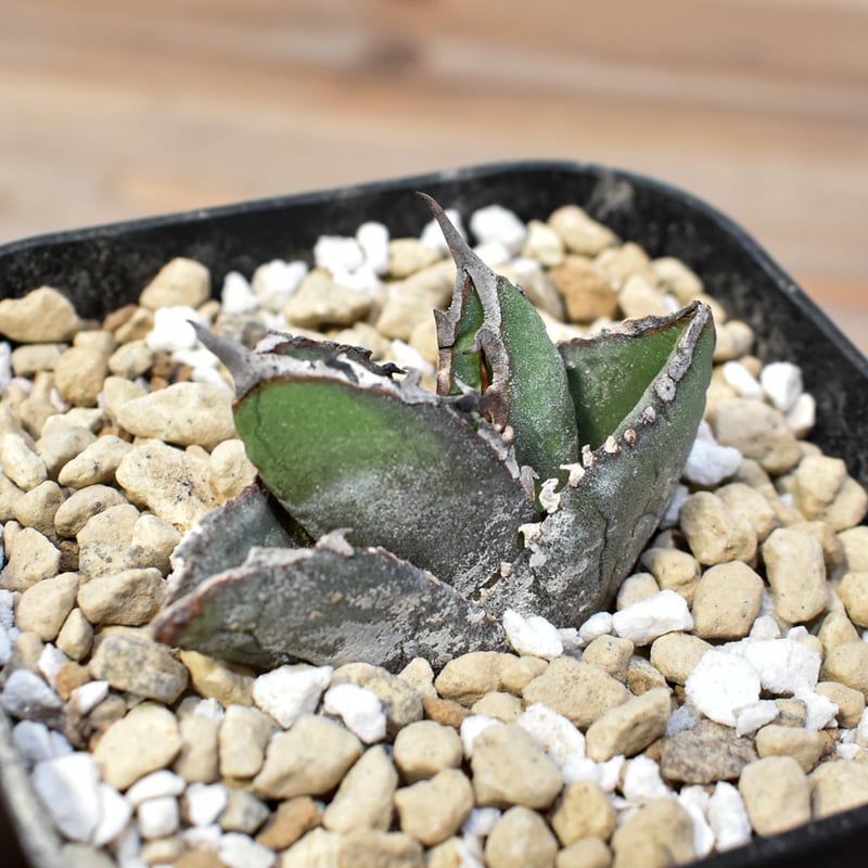 アガベ チタノタ　包心龍　台湾　子株 アガベ チタノタ 