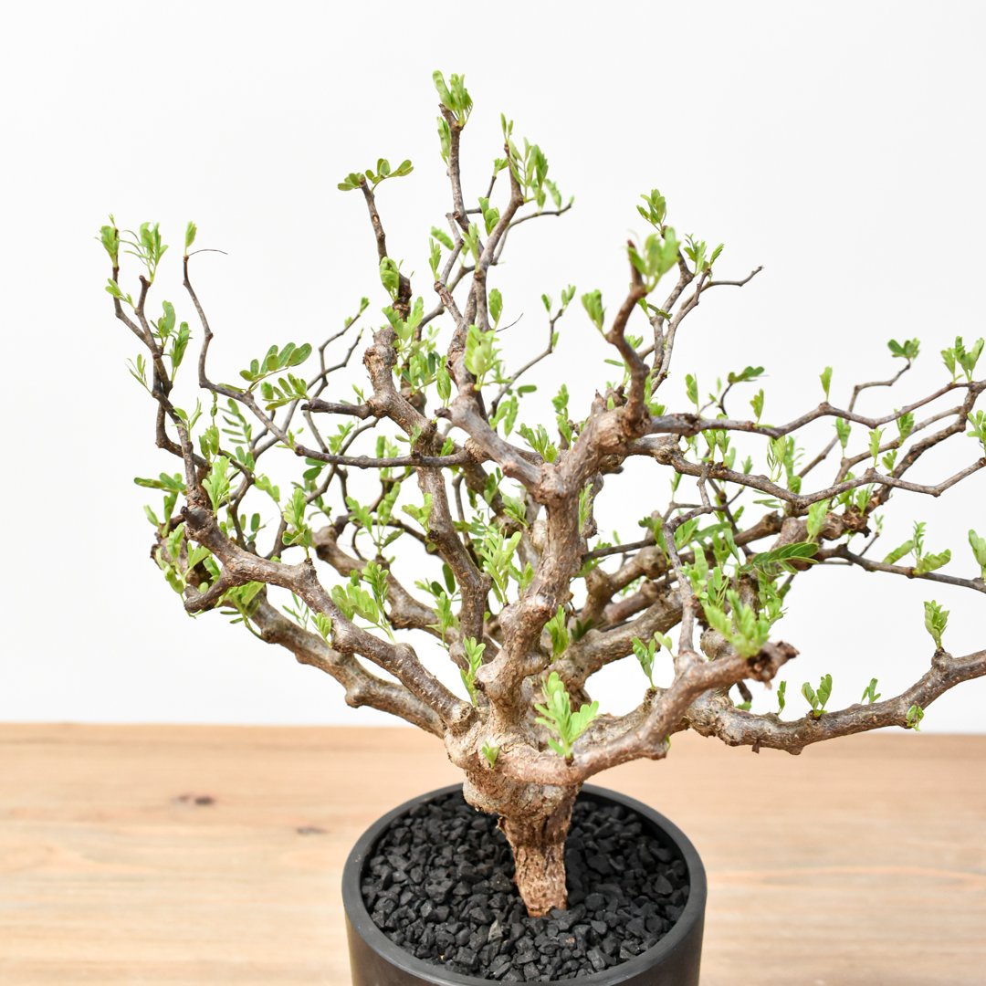 センナ　メリディオナリス センナメリディオナリス | STORES