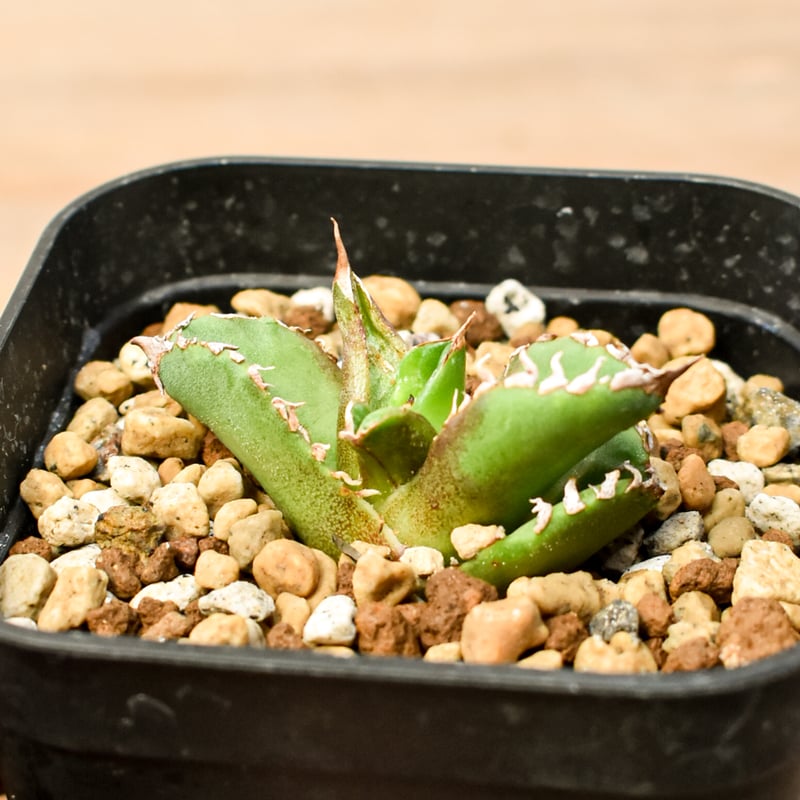 アガベ チタノタ 