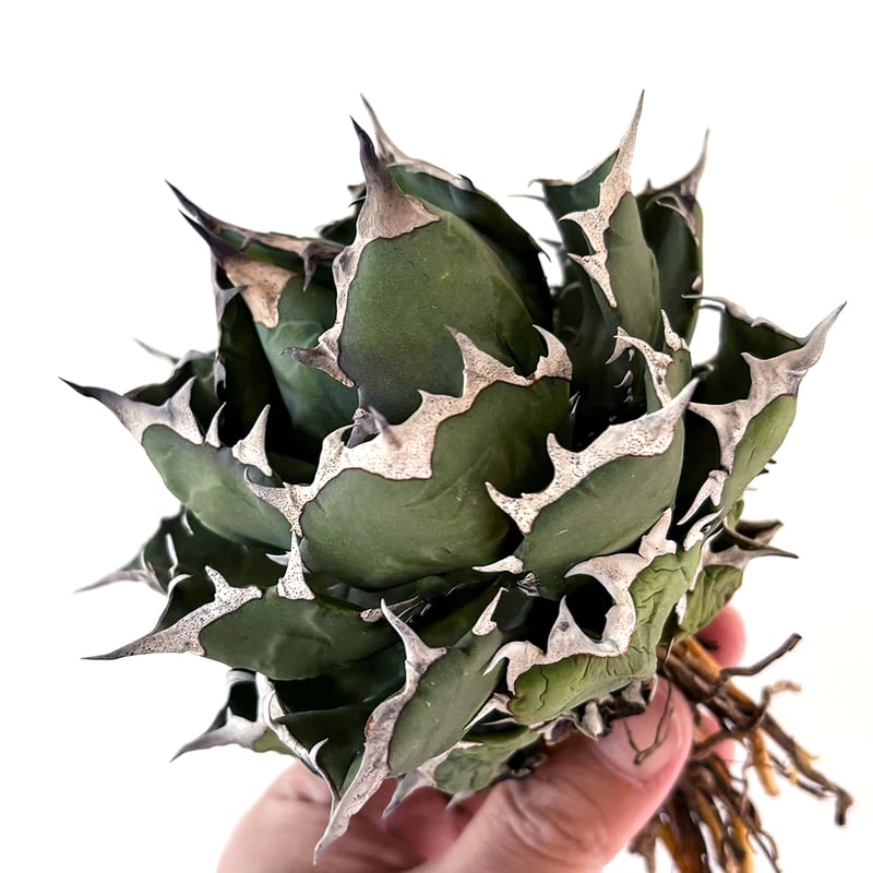 アガベオアハカオテロイ超選抜実生株！ アガベ：オテロイ 特選実生株 2