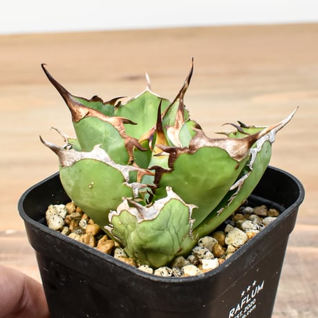 CATEGORY アガベ チタノタ 