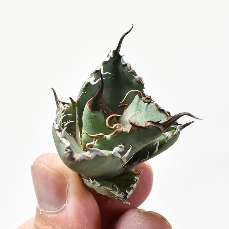 “赤猫”【Dragon Agave 輸入株】 アガベ チタノタ [M02] 赤猫”【Dragon Agave 輸入株】 アガベ チタノタ [M02] アガベ チタノタ