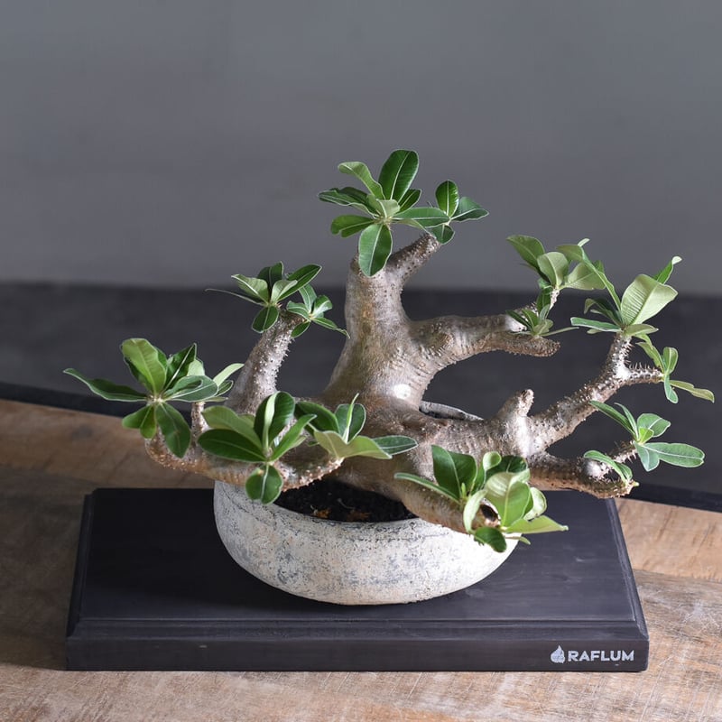 パキポディウム マカイエンセ【当店厳選！！希少種になりますのでお