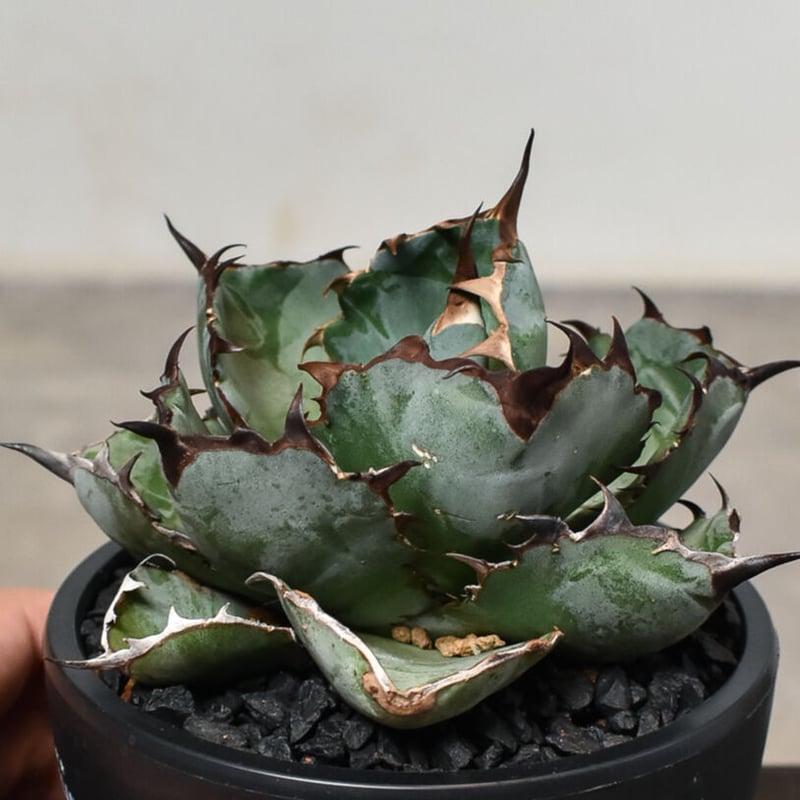 アガベ チタノタ　ブラックドラゴン　Black Dragon /虎鯨　鉢ごと発送 アガベ チタノタ ブラックドラゴン Black Dragon /虎鯨 鉢ごと