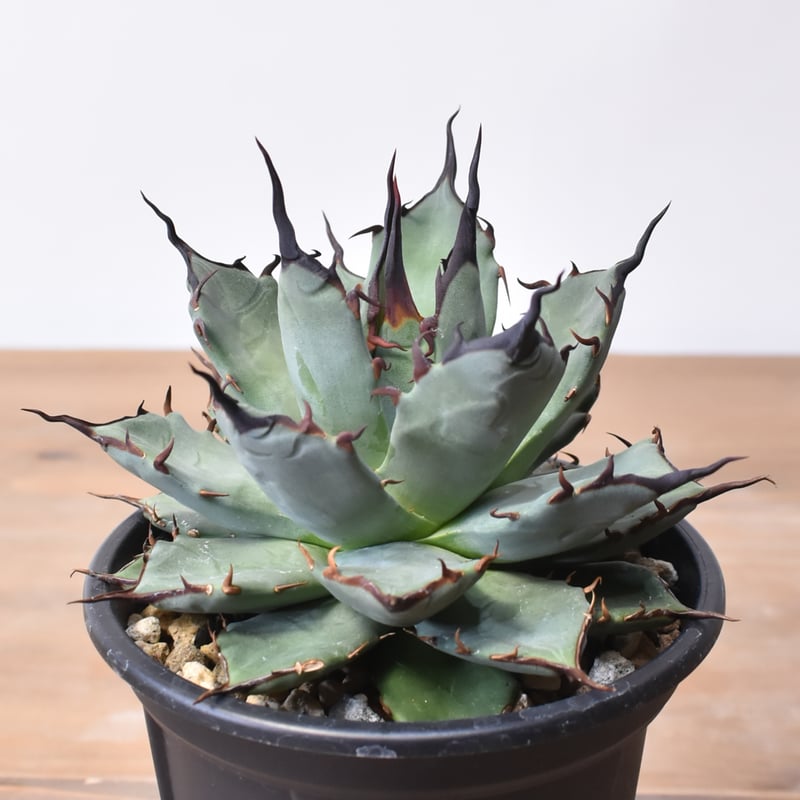 アガベ ハイブリット 象牙妖炎×黑帝斯 / エボリスピナ×ハデス 