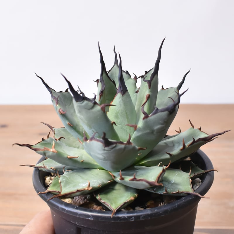 アガベ ハイブリット 象牙妖炎×黑帝斯 / エボリスピナ×ハデス 