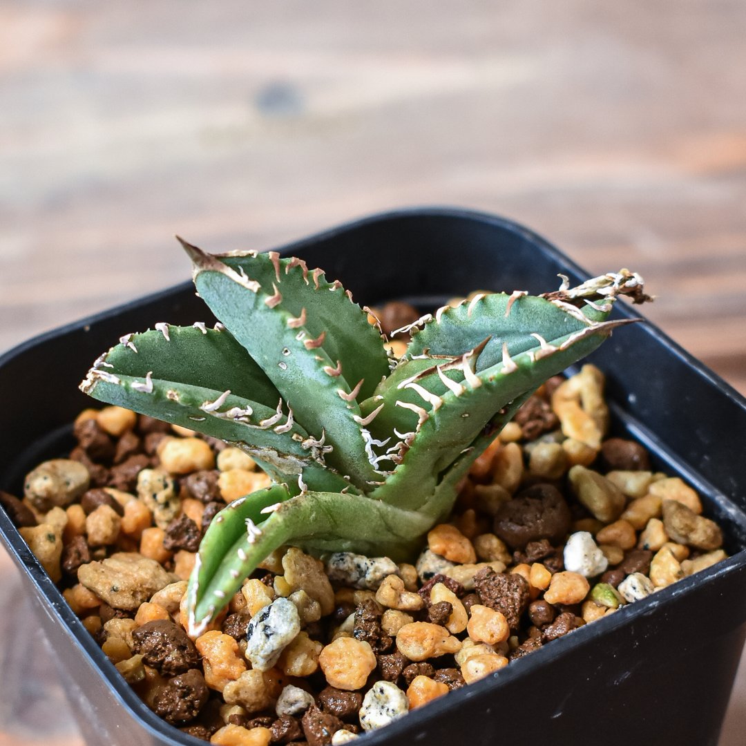 アガベ チタノタ 