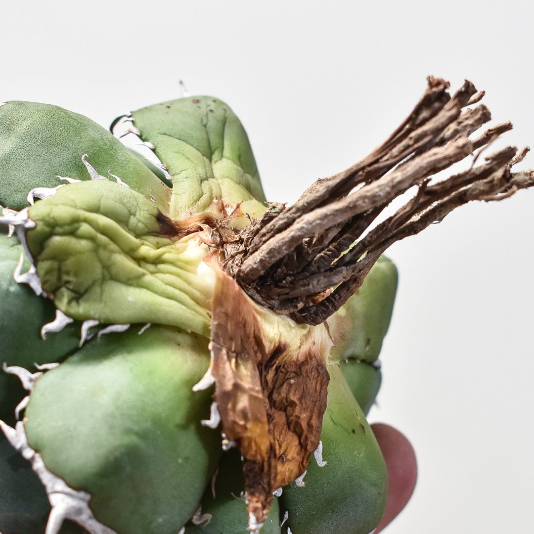 アガベ agave チタノタtitanota 鬼爪 皮卡丘 雪峰 激レア特選株