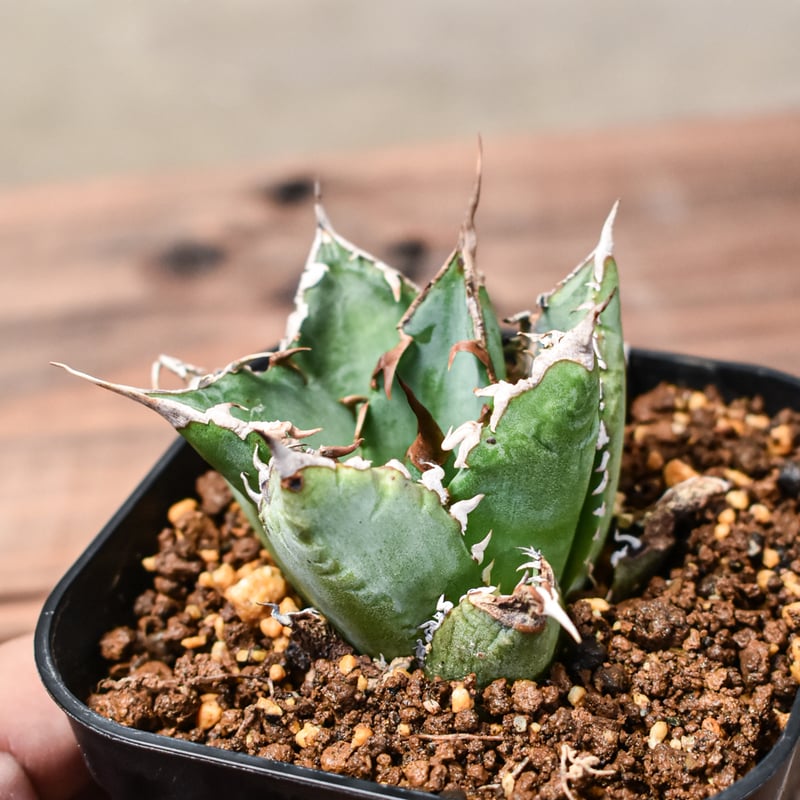 【親株】アガベ チタノタ オテロイ 狂刺夕映 ソーラーエクリプス 大株 子株付 親株】アガベ チタノタ オテロイ 狂刺夕映 ソーラーエクリプス 大株 子株付