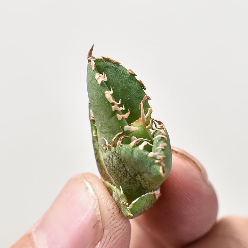 アガベ チタノタ ホオジロザメ 