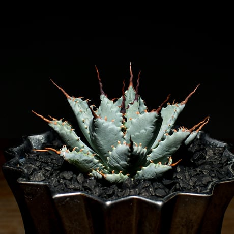 アガベ ハイブリット 日系イシスメンシス×象牙妖炎（陽炎エボリ）【台湾botanical_seeker産】RF25011374