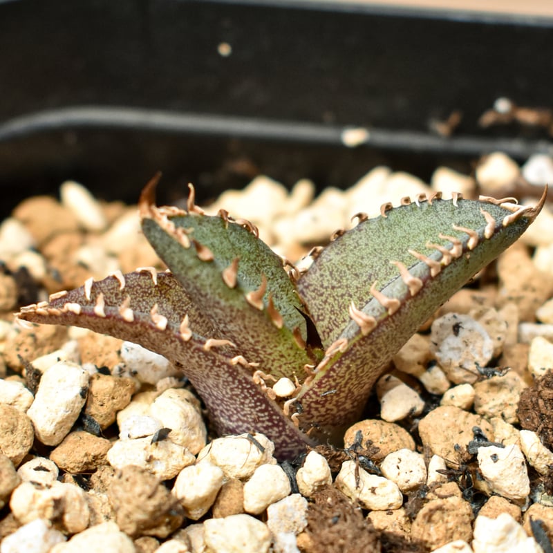 RAFLUM育成株 5個セット】アガベ Mexico oteroi seeding / オテ