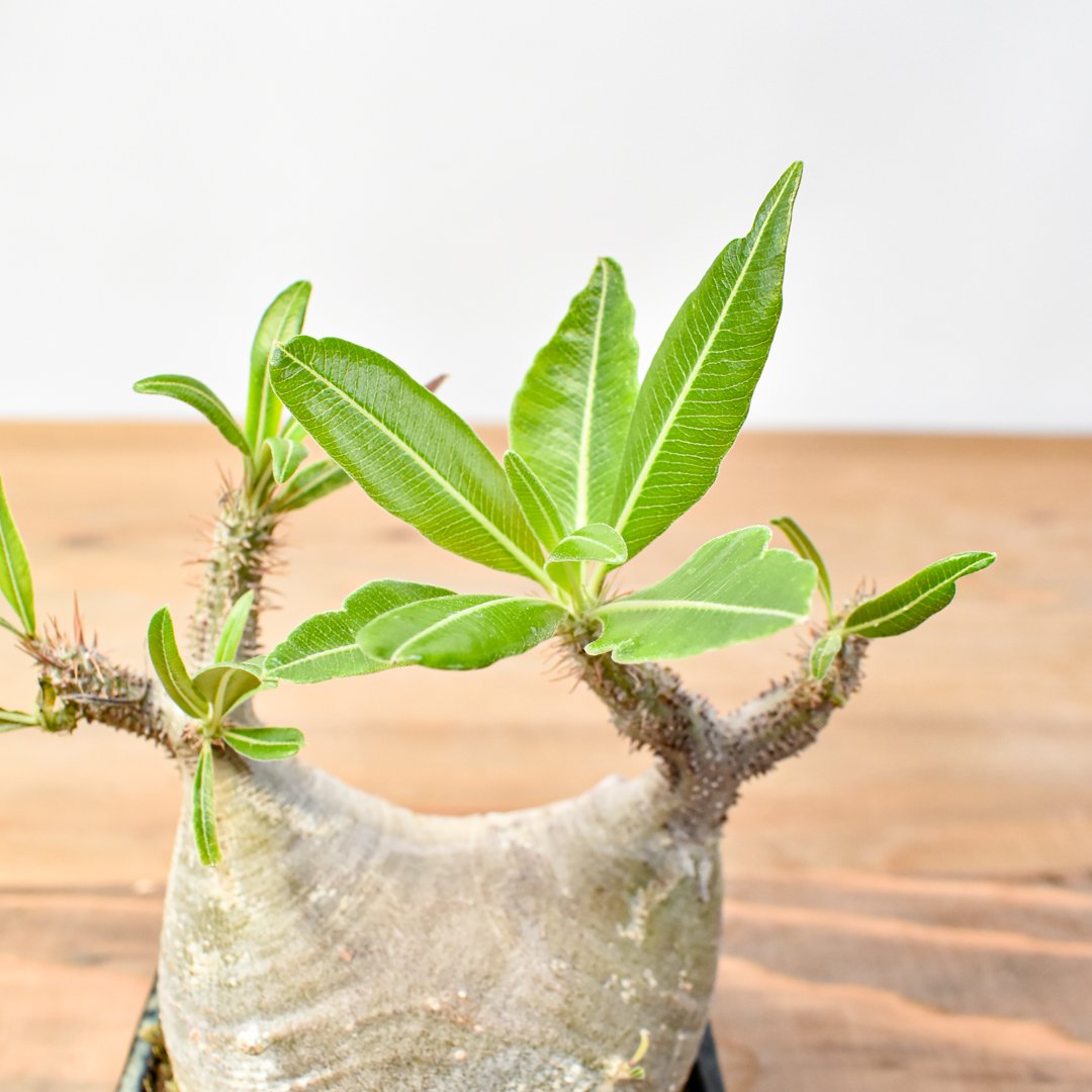 WACK” ON YOUR SIDE】パキポディウム グラキリス WACK-B094 |