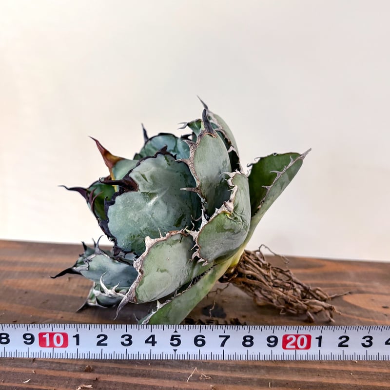 アガベ チタノタ ブラックアンドブルー / BB 藍球 