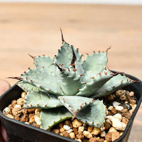 アガベ ハイブリット 日系イシスメンシス×象牙妖炎（陽炎エボリ）【台湾botanical_seeker産】RF25011388