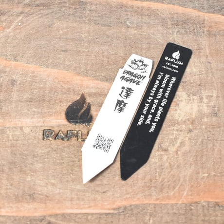 アガベ チタノタ "達摩"【台湾 dragon agave産/子株/抜き苗販売】RFDG25010932(T)