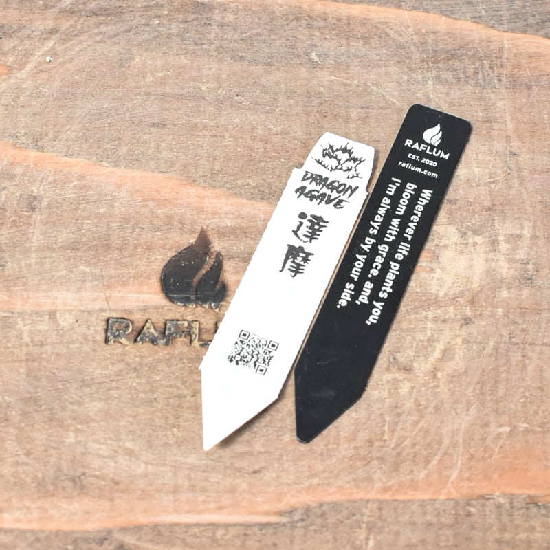 アガベ チタノタ 