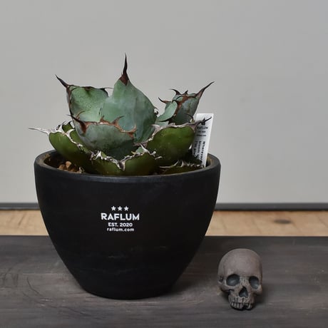 Matasuke Tatsumi（TEATOYA'S GALLERY）【Skull pebble set Black】type B