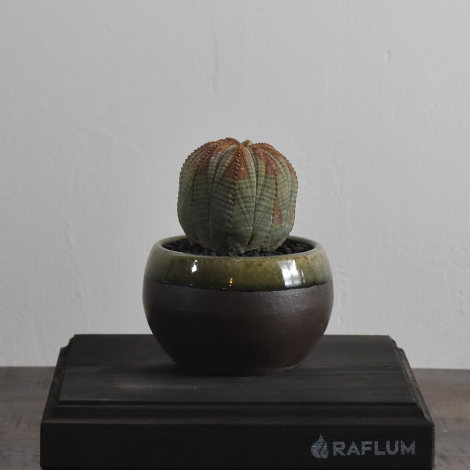 至高のオベサ オールドオベサ ユーフォルビア 【公式通販】