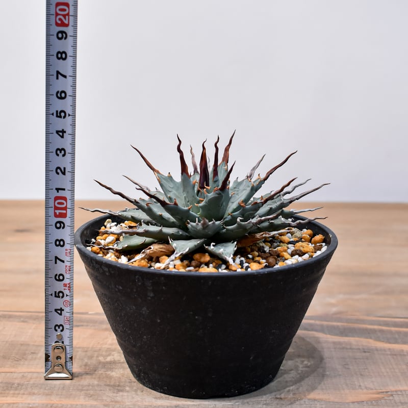 アガベ Dennis hybrid 妖炎X甲妖 /エボリスピナ