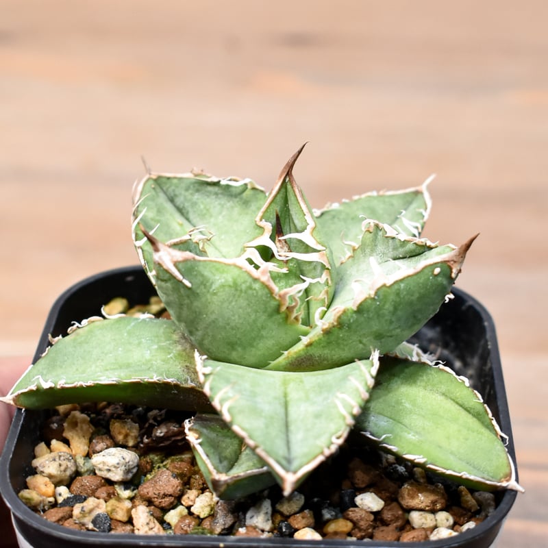 アガベ チタノタ 