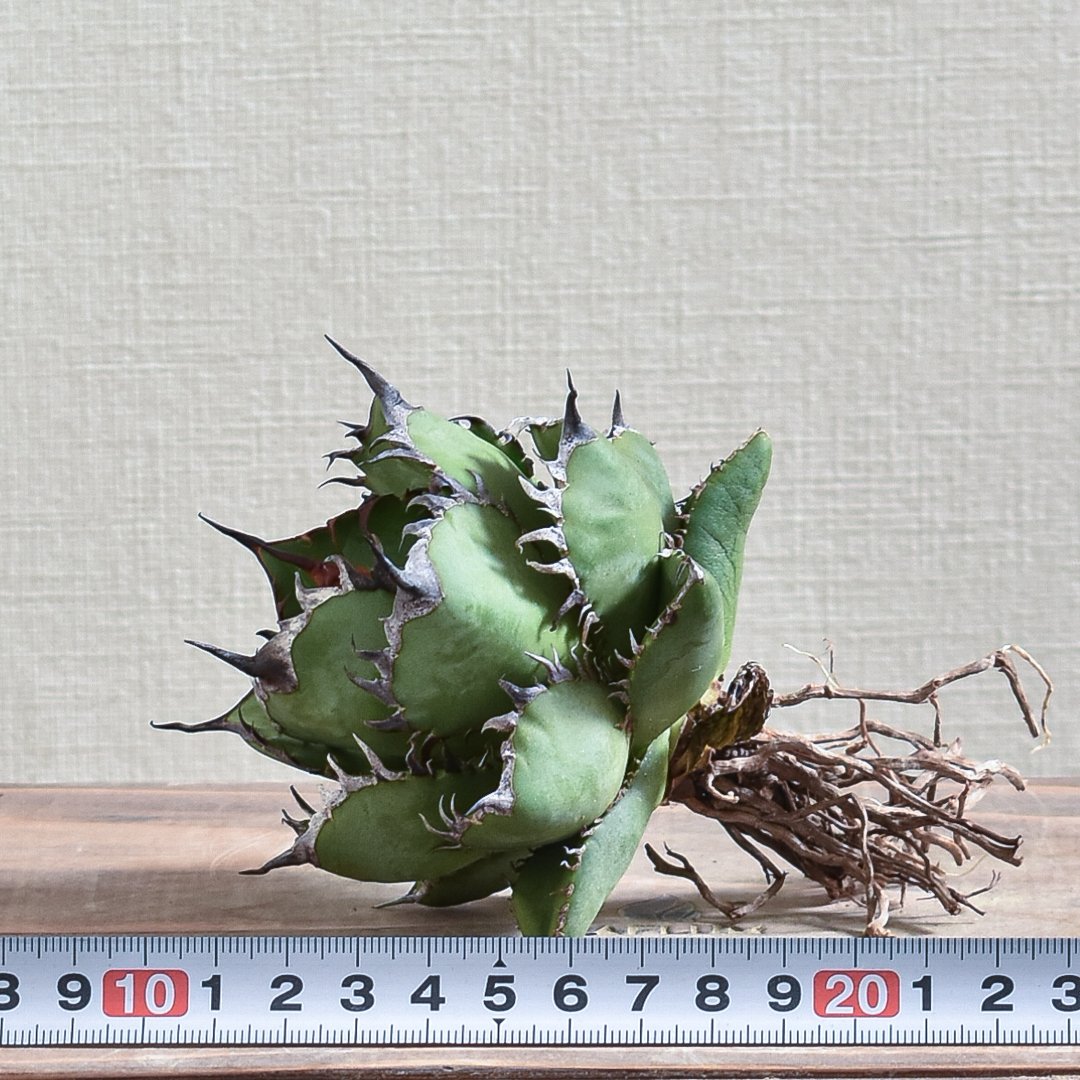 アガベ チタノタスペシャル/ 胖鯨オテロイ