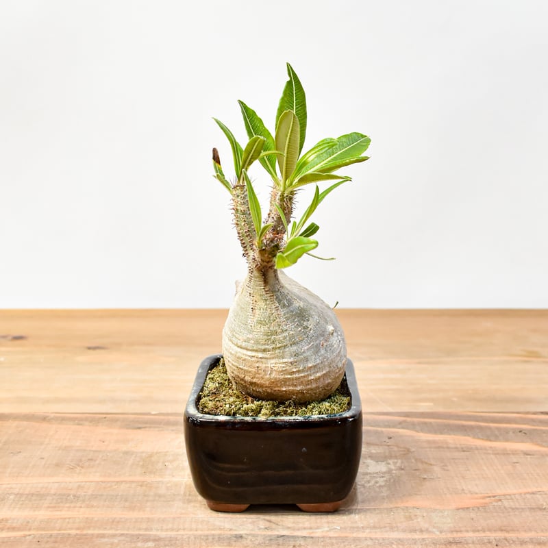 パキボディウムグラキリス パキポディウム グラキリス-PG217/桑江良寿 歯車鉢4号鉢