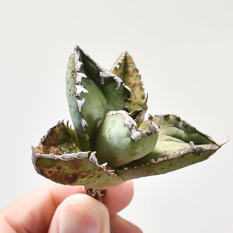 アガベ　狼人 アガベ チタノタ 狼人 1 | STELLA.PLANTS