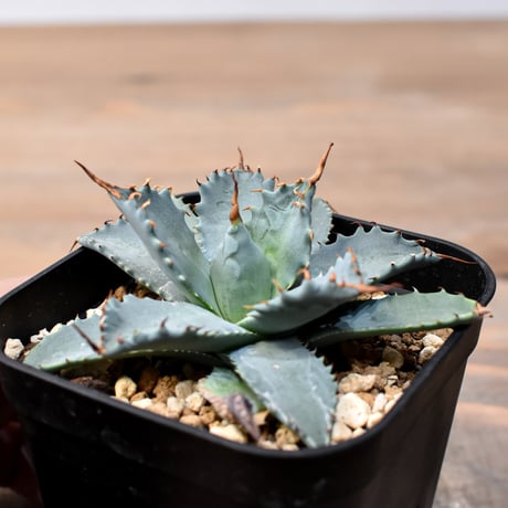 アガベ ハイブリット 日系イシスメンシス×象牙妖炎（陽炎エボリ）【台湾botanical_seeker産】RF25011363
