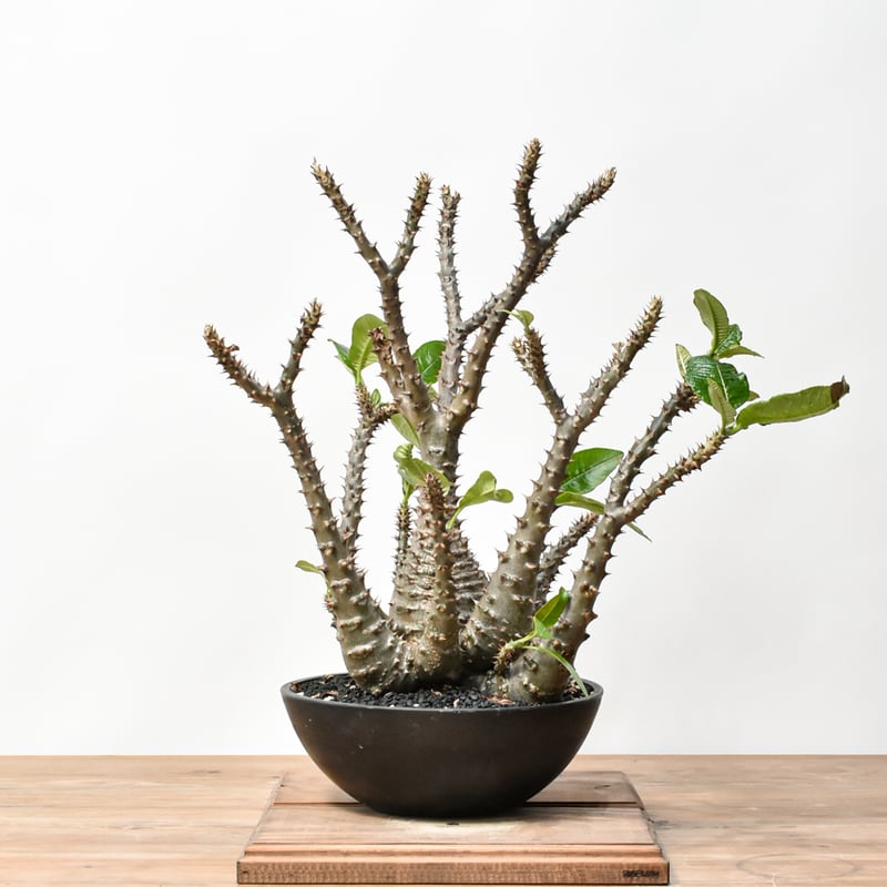 RAFLUMコレクション】パキポディウム ウィンゾリー 