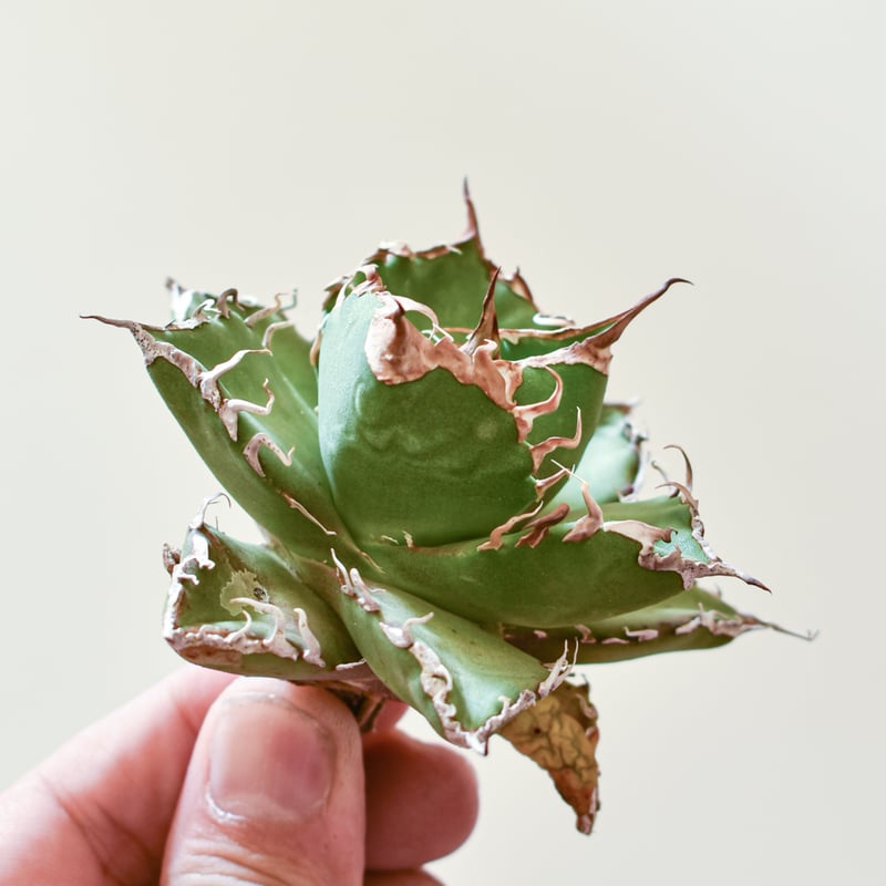 アガベ　チタノタ　ウルヴァリン　親株（子株付き） アガベ チタノタ ウルヴァリン / 金剛狼 【台湾 dragon agave産/子株