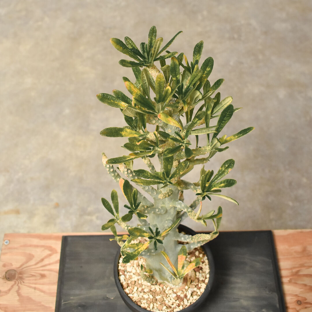 ドルステニア ギガス（発根済み）RF231443(T) | RAFLUM / ラフラム