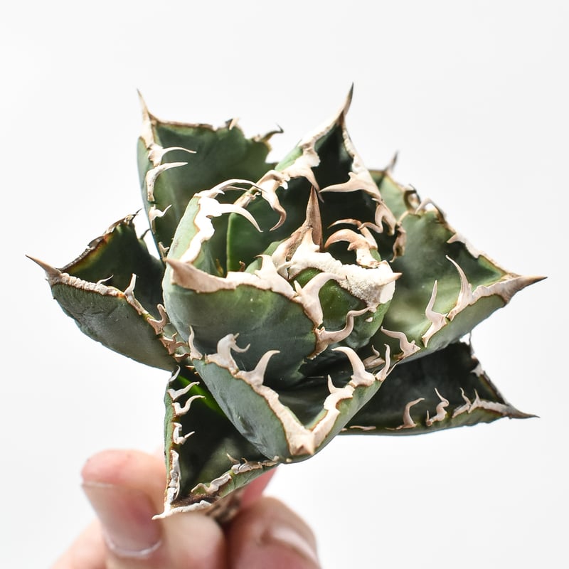 アガベ　清櫻 子株付き】アガベ チタノタ 