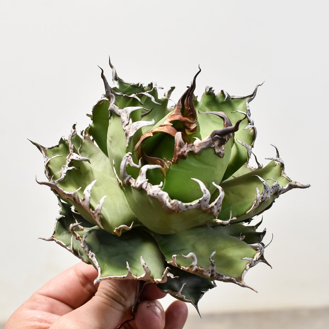 凱撒 SUPER シーザー　極極極上OC 凱撒 SUPER シーザー 極極極上OC シーザー 極上 凱撒 SUPER