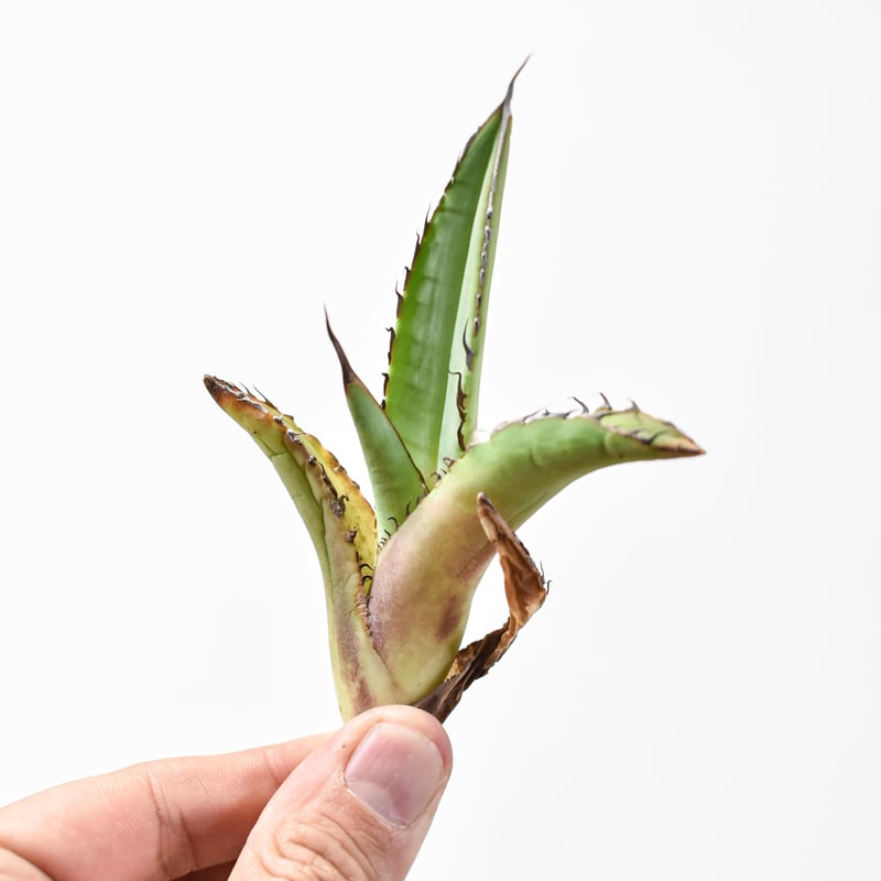 国内初リリース】アガベ チタノタ 