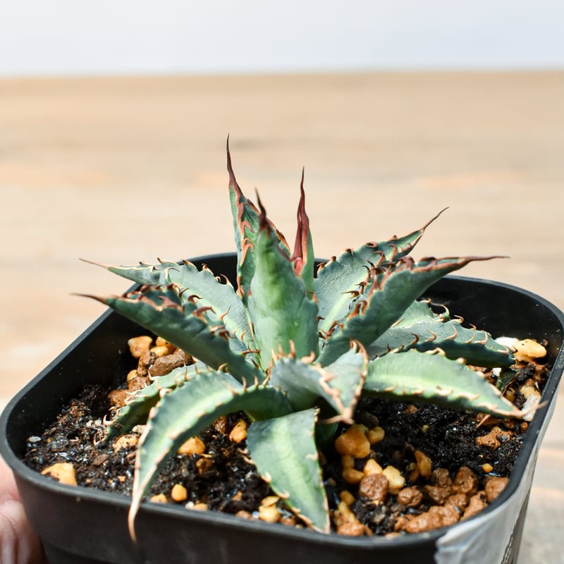 アガベ ハイブリット 