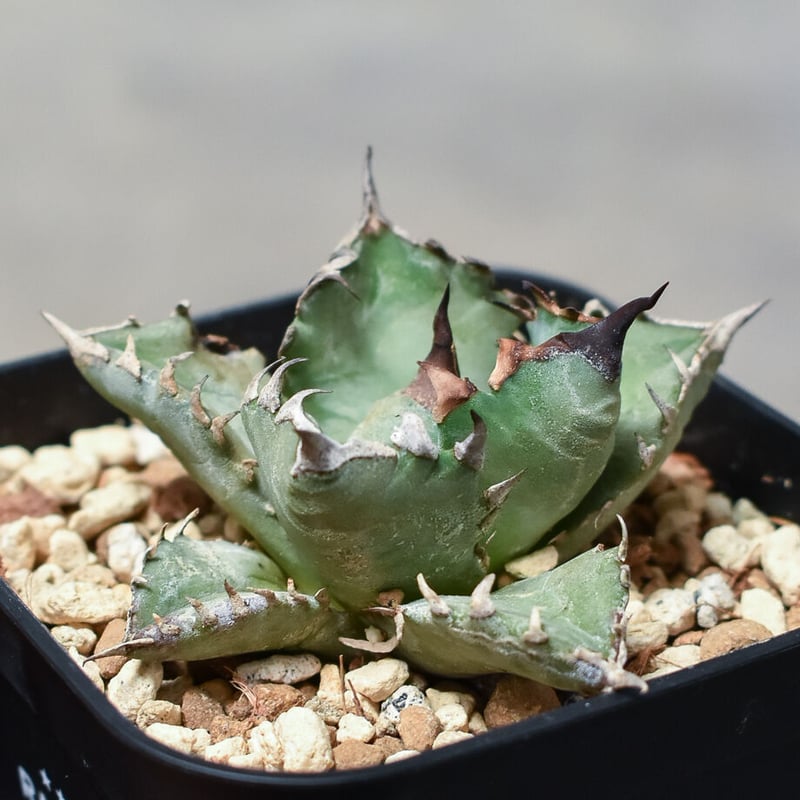 アガベ チタノタ ドワーフ 