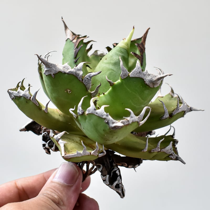 アガベ チタノタ 