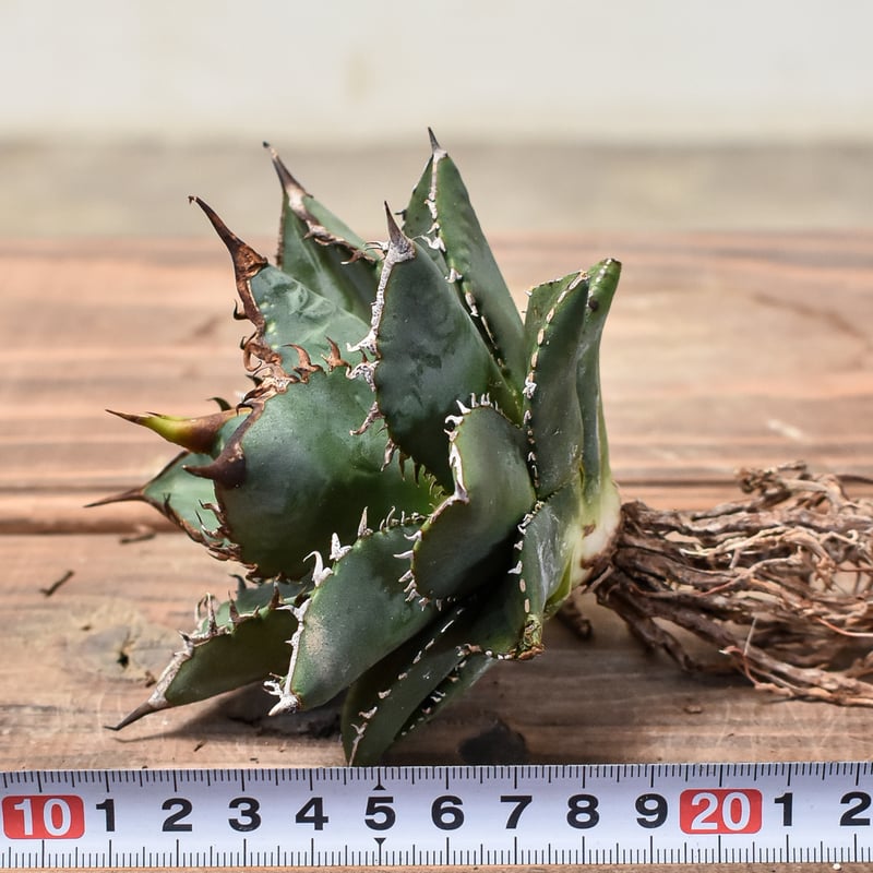 プヤ　セルーレア　7？8？ヘッド 抜き苗 プヤ セルーレア 2ヘッド プヤ セルーレア 7？8？ヘッド 抜き苗 プヤ