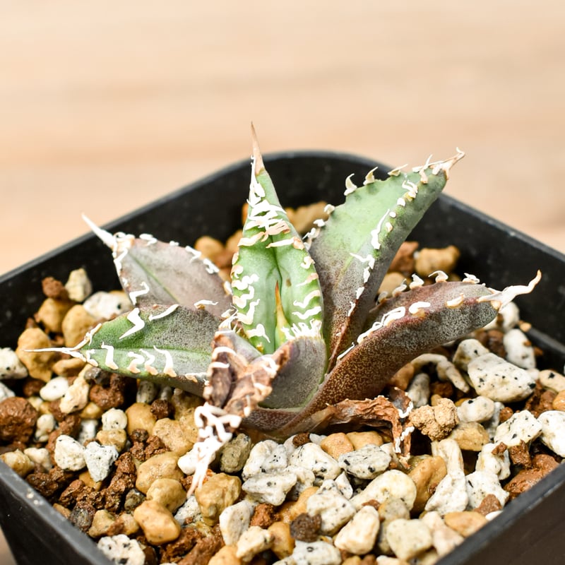 アガベ チタノタ ゴジラ 