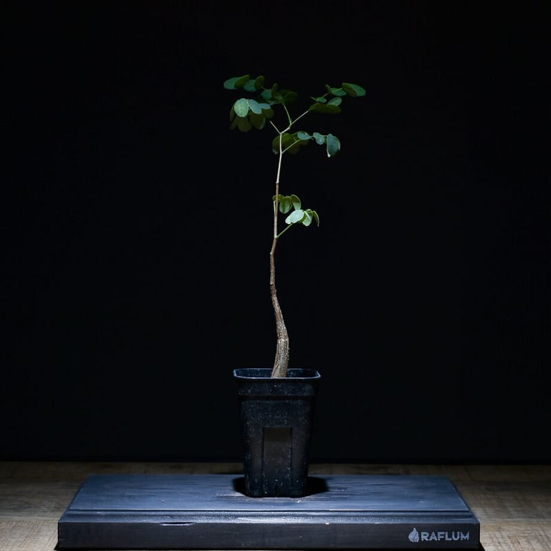 デロニクス プミラ（実生）RF22749 | RAFLUM / ラフラム｜東京、大阪の