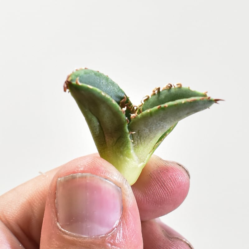 デニス　麻花　Agave タグ付き デニス 麻花 Agave タグ付き デニス 麻花 Agave タグ付き アガベ