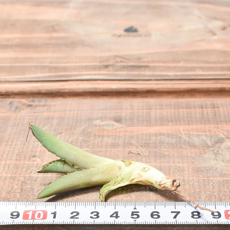 アガベ チタノタ 