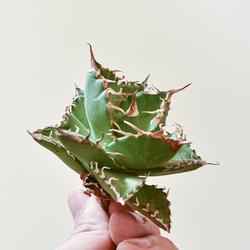 アガベ チタノタ ウルヴァリン / 金剛狼 【台湾 dragon agave産/子株