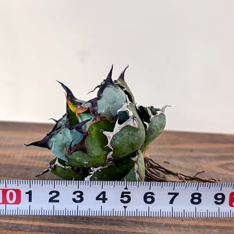 アガベ チタノタ ブラックアンドブルー 龍球會産 BB 大株 1️⃣ アガベ チタノタ ブラックアンドブルー / BB 藍球 