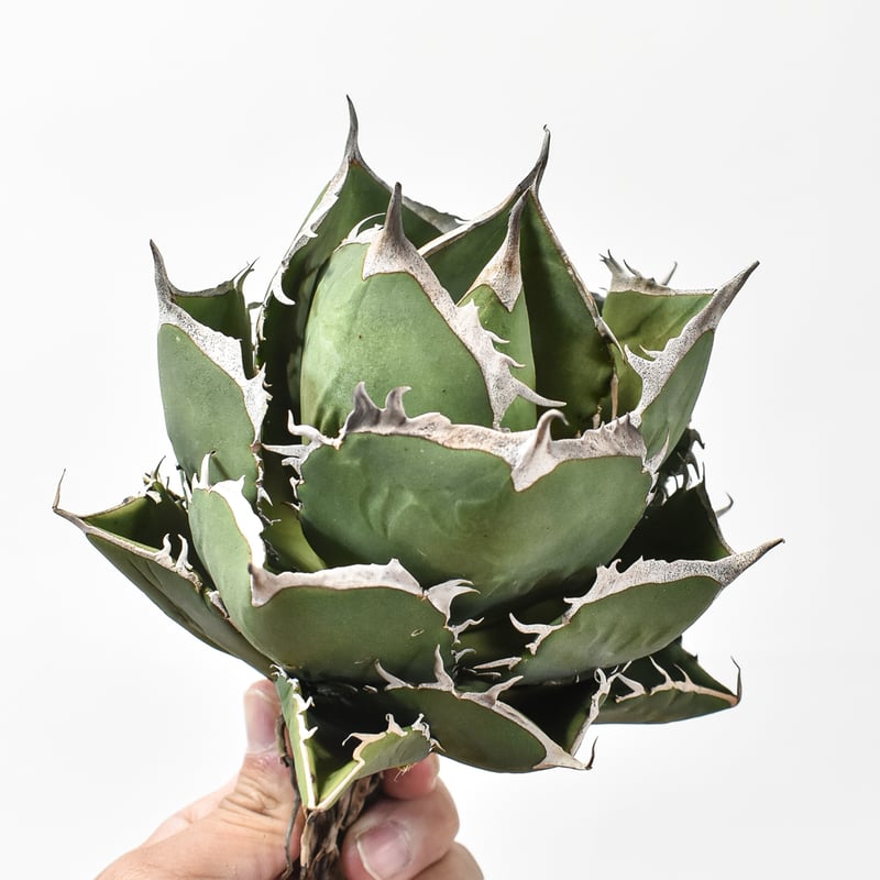 アガベ チタノタ cj special 中株 Yahoo!オークション - CJ SPECIAL 希少種 アガベ チタノタ CJ